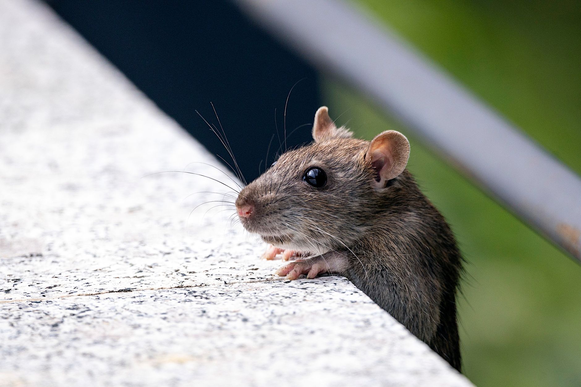 Désinsectisation dératisation à Agen